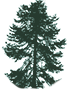 An image of a pine tree in a circle.